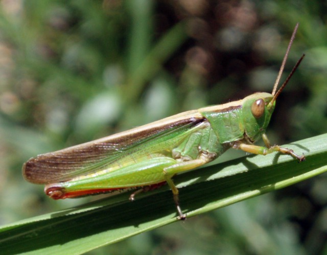 Spagna: La regione  de Monegros, paradiso entomologico